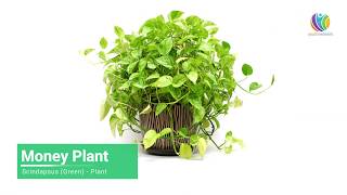 Best Indoor Plants | Oxygen Plants | Ideal Bedroom Plants