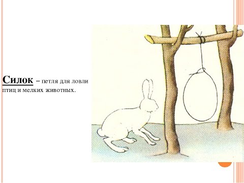 В Ноябрьске зайца привязали леской за шею | ПРОИСШЕСТВИЯ: События | ПРОИСШЕСТВИЯ | АиФ Ямал