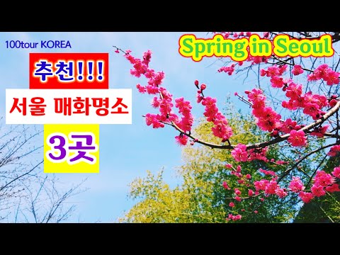추천!!! 서울매화명소 3곳 / 3 Places where Spring comes first in Seoul, Korea!
