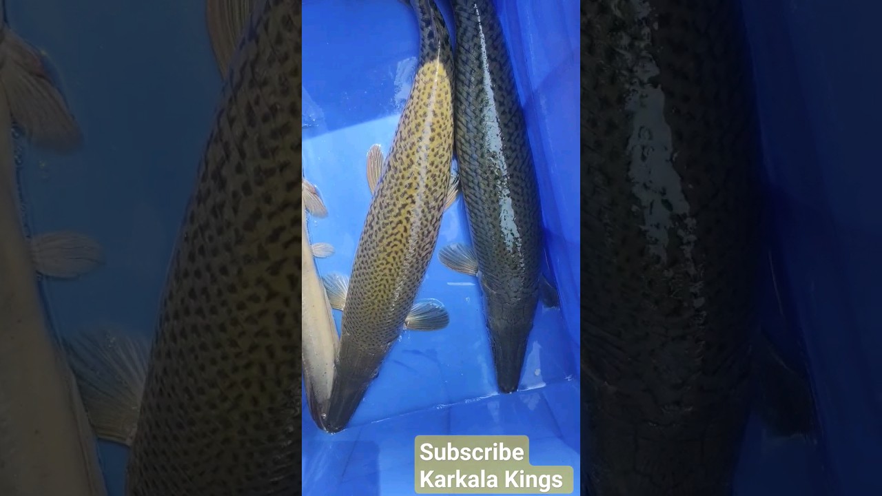 Big size fish catching 🐠 alligator gar fish catch 🐊crocodile fish 