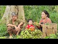 Single mother and old man harvest amaranth pick figs to sell and take care of the baby on hot days