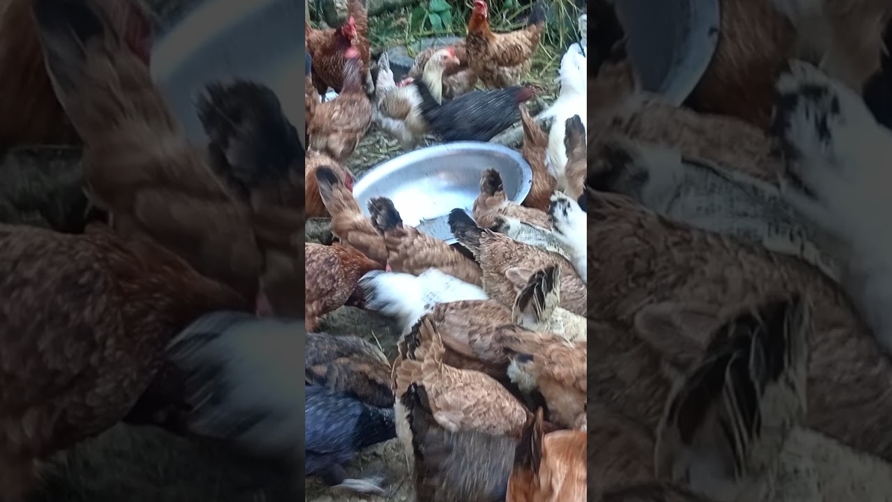 দেশি পদ্ধতিতে কালার মুরগি পালন