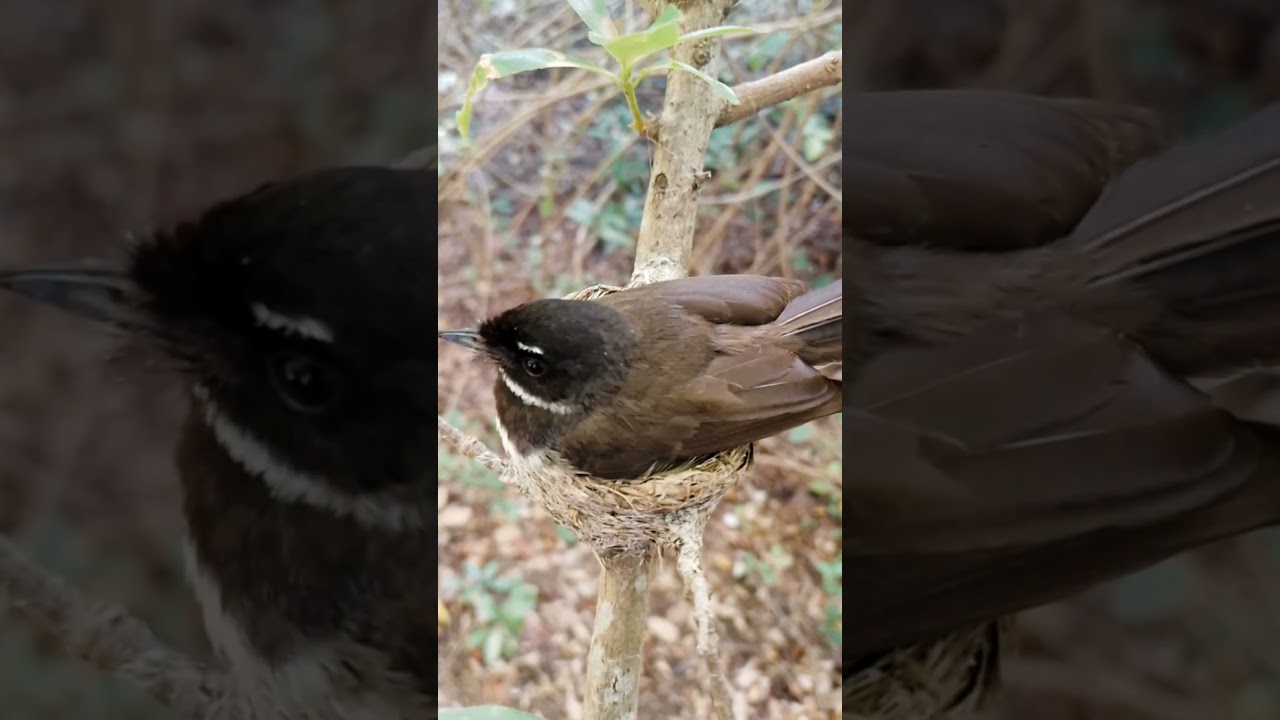 Behavior: Adult bird guarding or feeding.