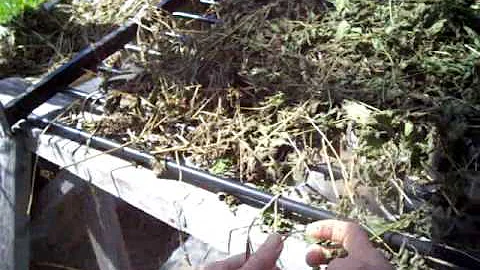 Nancy Today: Drying Nettles in the Crystal Palace