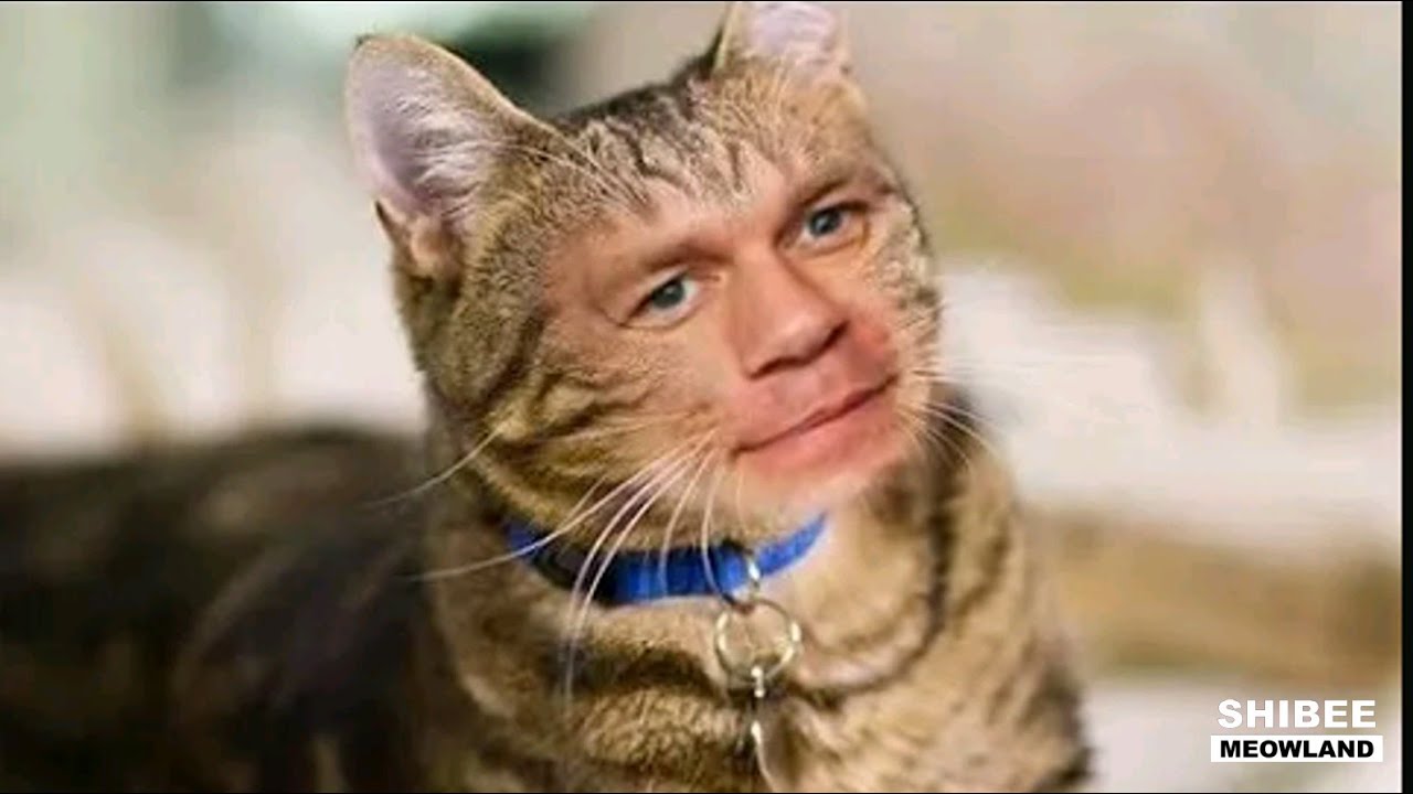 If your cat is Cat Cena!!  | #2