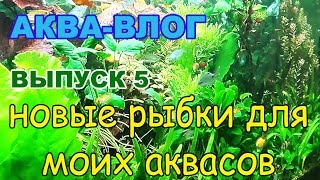 Аква-влог. выпуск 5. Новые рыбки. Аквас 35 литров 2 года спустя(Аква-влог в новом формате. Покупаем новых рыб в аквариумы и правильно переводим их в новый дом. Извиняюсь..., 2016-10-30T07:59:14.000Z)