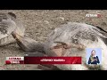 "Не успеваем сжигать трупы" - домашняя птица массово гибнет на севере Казахстана