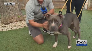 Clear the Shelters: Pups, kittens available for adoption at Austin Animal Center