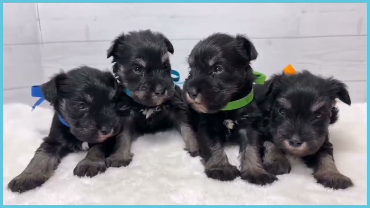 746495 M・シュナウザー - YouTube