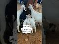 ماعز والد ساموه 6ملاين و500سوق مواشي بئر المقدم 2026 سوق المواشي سوق الماعز على المباشر اكسبلور 