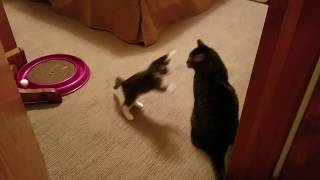 Cute Kitten Theo Scaring Big Brother Bert ~ 10.27.2016 by PrettySlick2 13,604 views 4 years ago 16 seconds