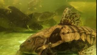 Megalodoras uranoscopus aka irwini catfish, ~2', clips from a prior long video