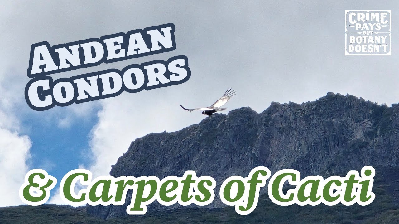 Andean Condors & the Andean Carpet Cactus