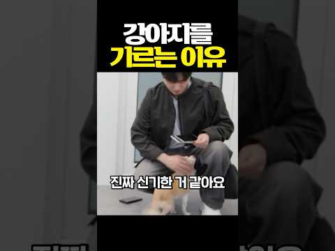 환갑인데도 주인만 보면 날뛰는 강아지