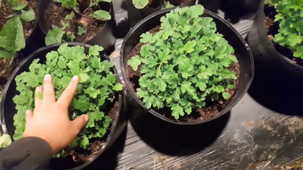 cúc tết nhà mình mới xuống giống.