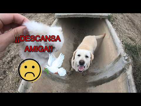 Murió mi perrita illa, descansa en paz!!😭😭😭