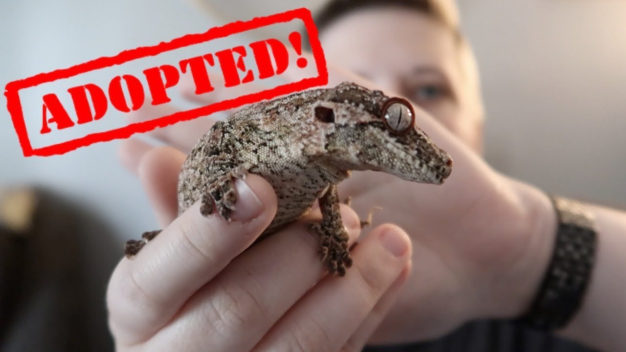 petco hours MEET MY NEW PET | I Adopted Another Gecko
