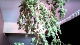 Bigbud harvest