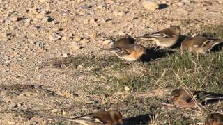 İspinoz Ve Dağ İspinozunun Beslenmesi