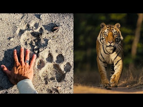 This is how you TRACK a TIGER! #SafariWithSuyash