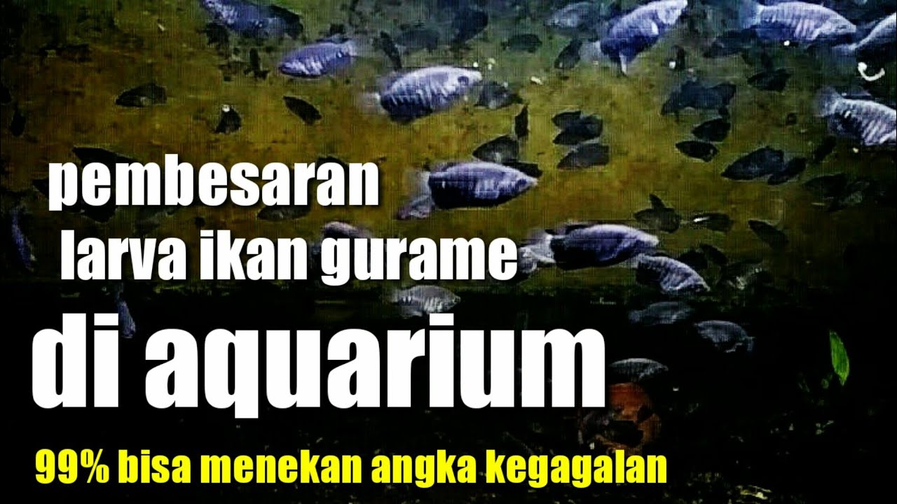 cara menekan angka kematian benih ikan gurame