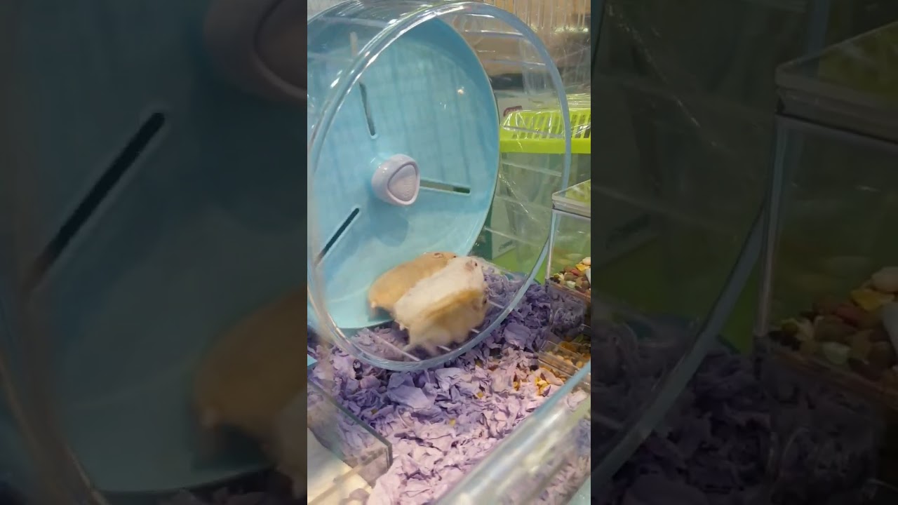 Các em hamster winter white, cùng chạy wheel nào!! 