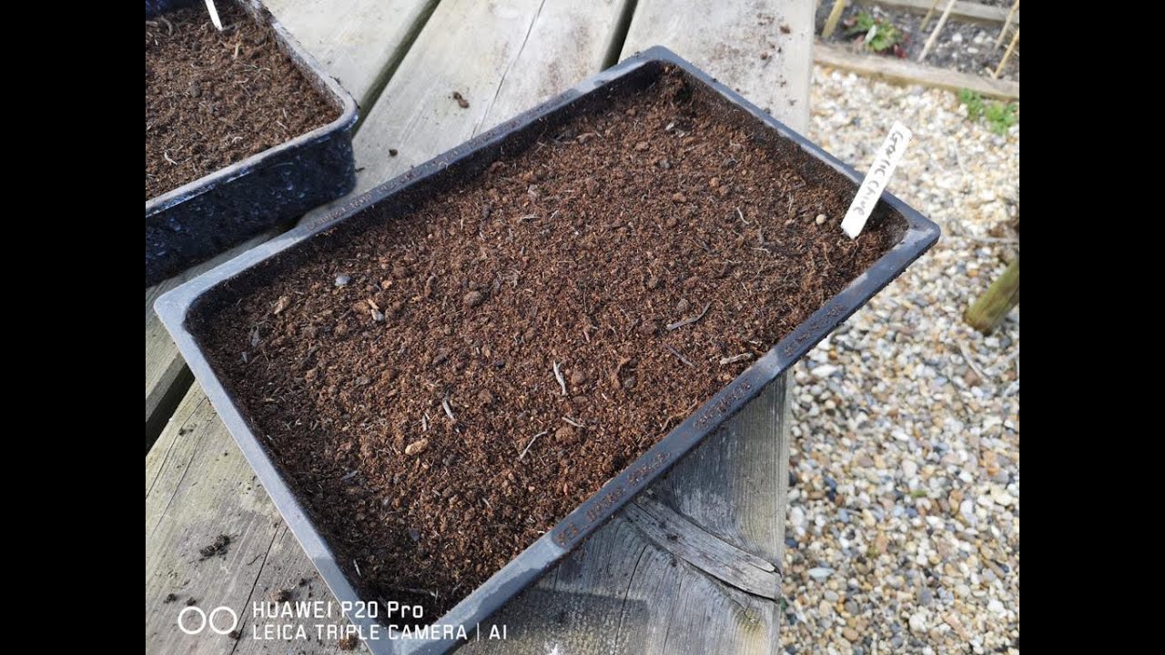 Farmers Bite Size   Sowing Garlic Chive seeds in a tray for the greenhouse or windowsill