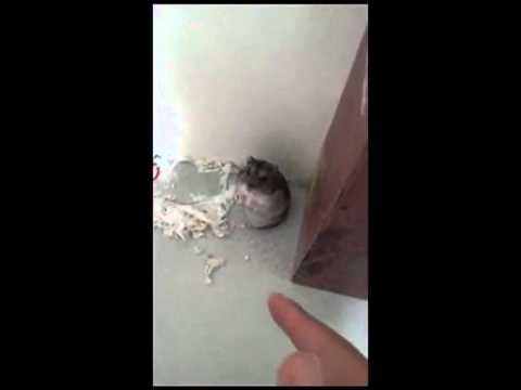 funny-hamster-plays-dead