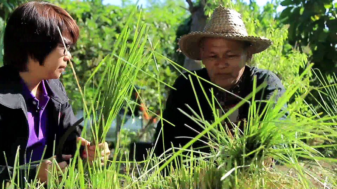 การอนุรักษ์ดินและน้ำในพื้นที่เกษตรกรรม