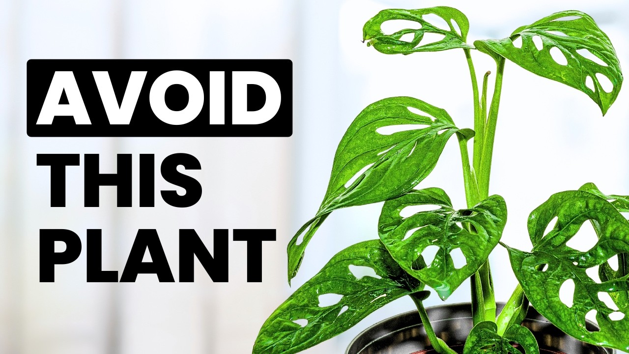 10 «простых в уходе» растений, о покупке которых вы пожалеете