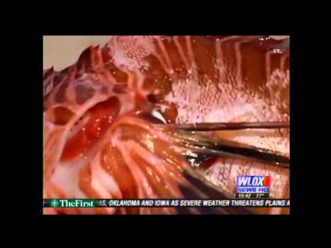 Wanted dead, not alive: the lionfish. You can make $5000 if you get rid of them