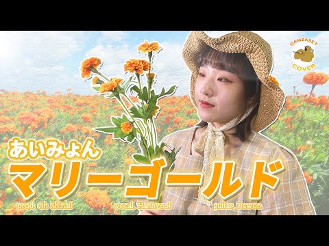 【 Cover 】 메리골드 マリーゴールド Marigold (아이묭) / 감자셋(GAMZASET)