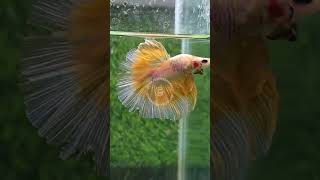 Rose tail OHM Betta available 💛💛 #bettafish #betta #yt #exoticaquariumfish #exotic #exoticfish #fish