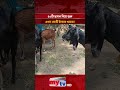 ৫০টি ছাগল দিয়ে শুরু, এখন কোটি টাকার খামার! | Mytv #shorts