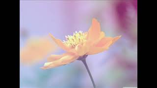 #Reader Mohammed Rashad al Sharif #Surah AtTaghabun