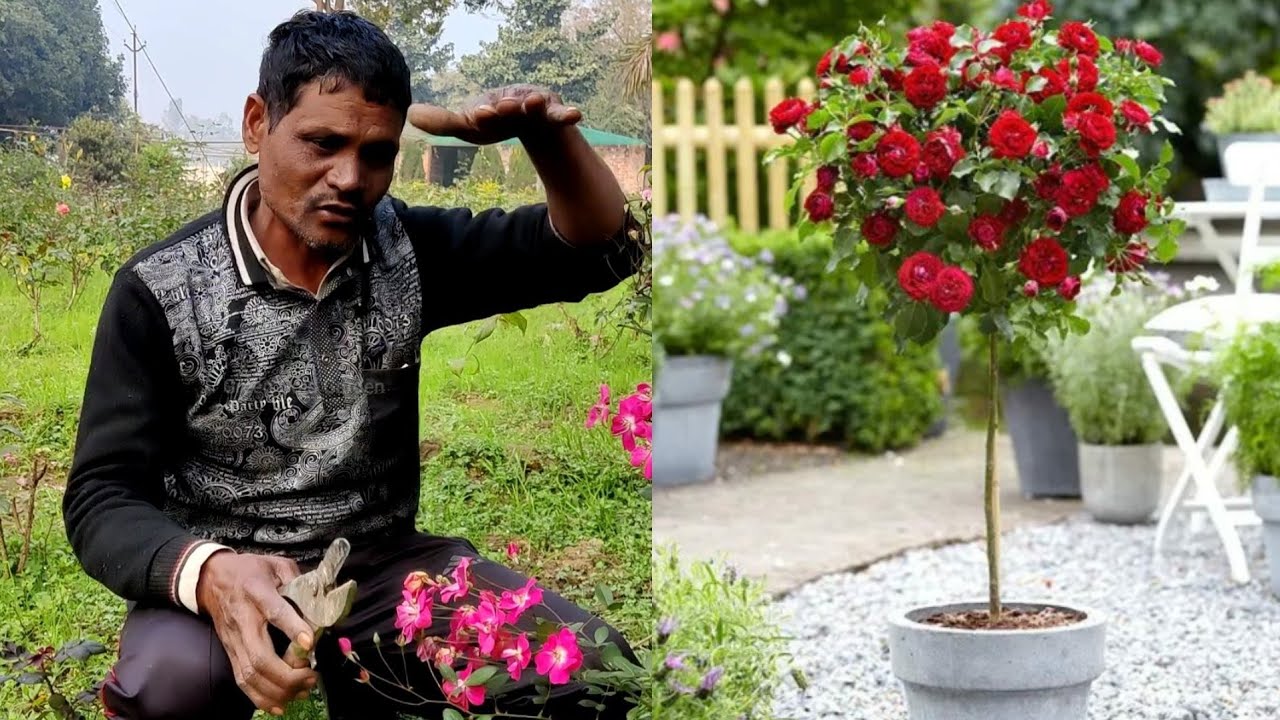 Standard Rose गुलाब तैयार करने का माली ने बता दिया नर्सरी सीक्रेट सबके सामने