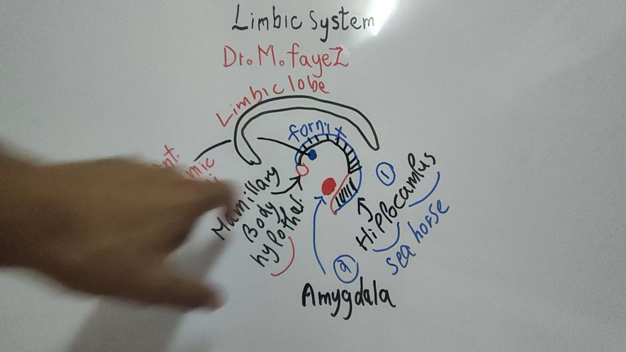 #Higher_Brain_Function_CNS_Dr_Mohamed_Fayez