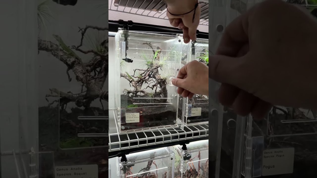 Dusting crickets and feeding some of my baby anole lizards 🦎 #HerpTime #lizard #anole #asmr #shorts