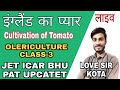   cultivation of tomato      