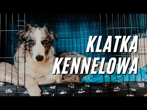 Wideo: Jak Wybrać Collie