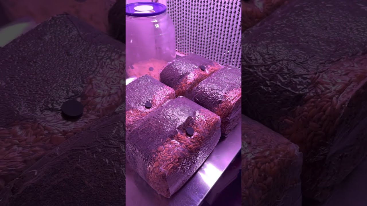 Growing Mushrooms At Home The Easy Way 