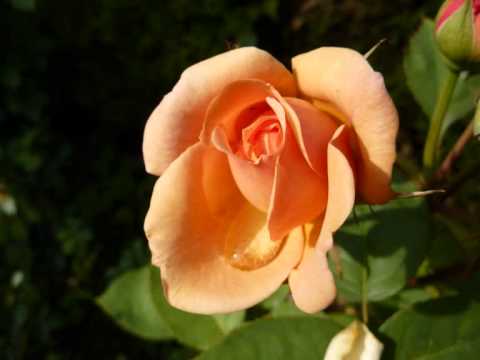 The Rose - Amanda McBroom (Original by herself!)