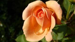 Watch Amanda Mcbroom The Rose video