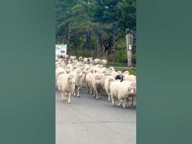 #ანანური #ananuri  #travelblog #travel #грузины #mountains #vlog #automobile #nature