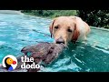 The worlds cutest interspecies friendships  the dodo