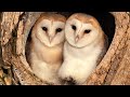 Barn owl pair raise first ever chicks  full story  willow  ghost  robert e fuller