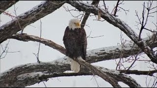 Decorah Eagles North- Winter Storm