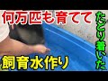 ベタ屋がやってるベタの水替え方法と飼育水を紹介します