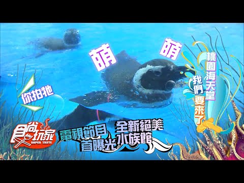 桃園全新絕美水族館 海天堂我們來啦【食尚玩家】預告20200915