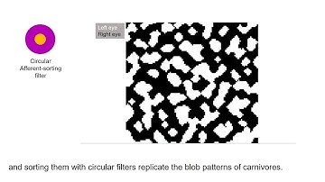SUNY Optometry scientists explain the origin of brain mapping diversity for eye dominance